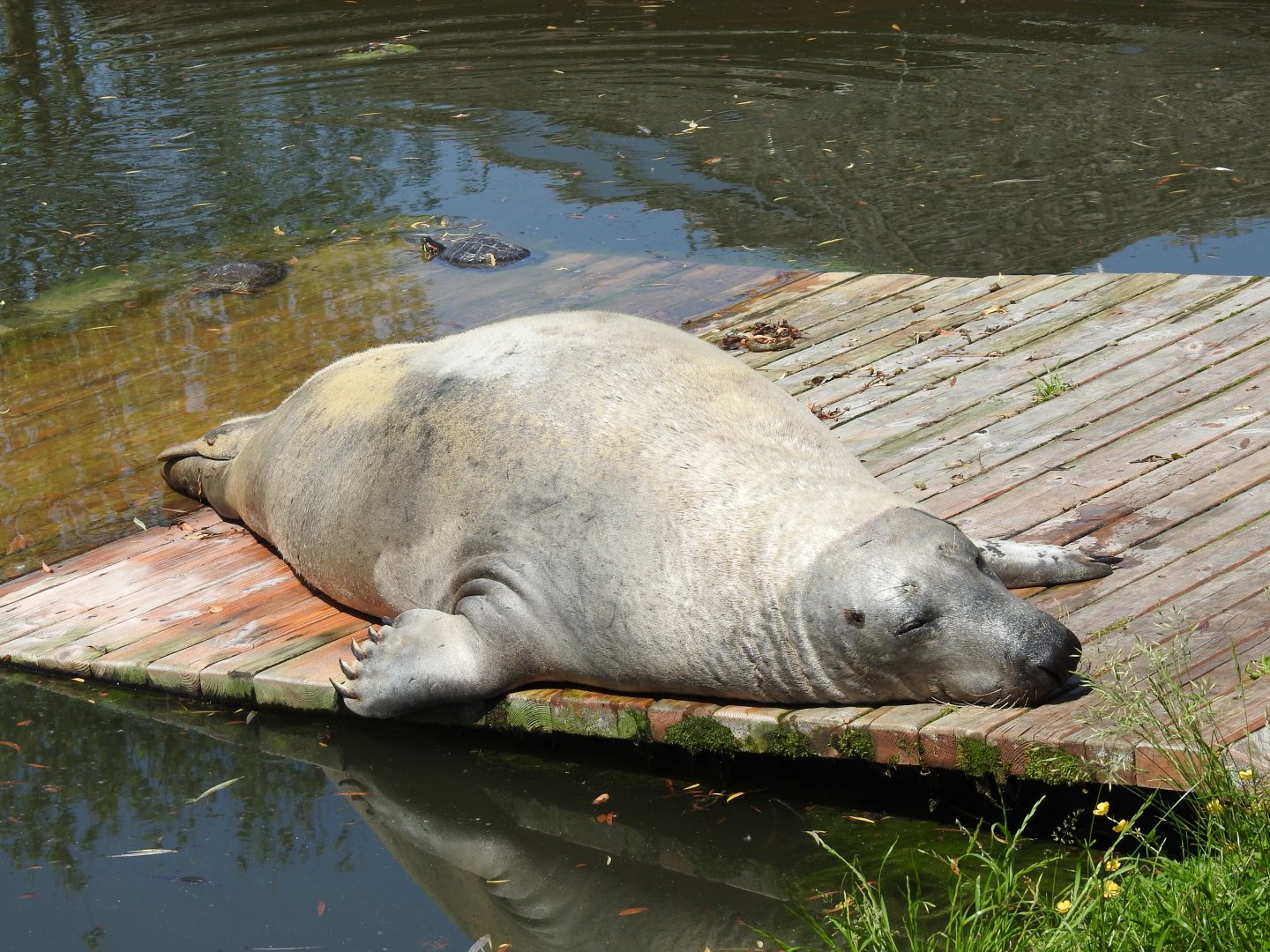 European seal-male David