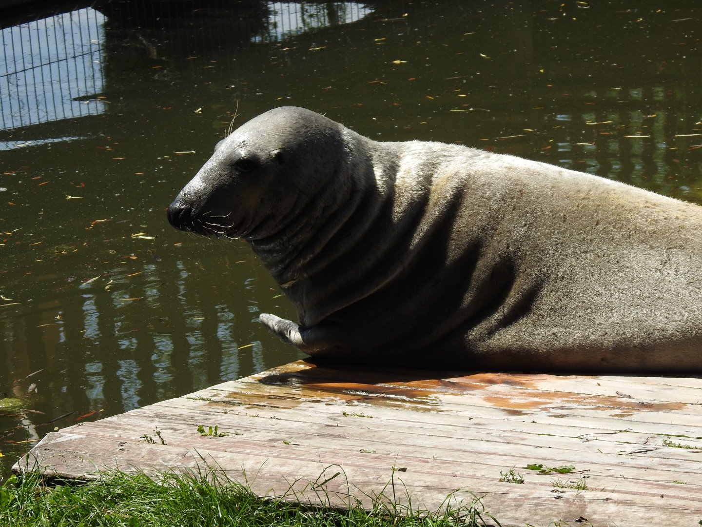 European seal-male David