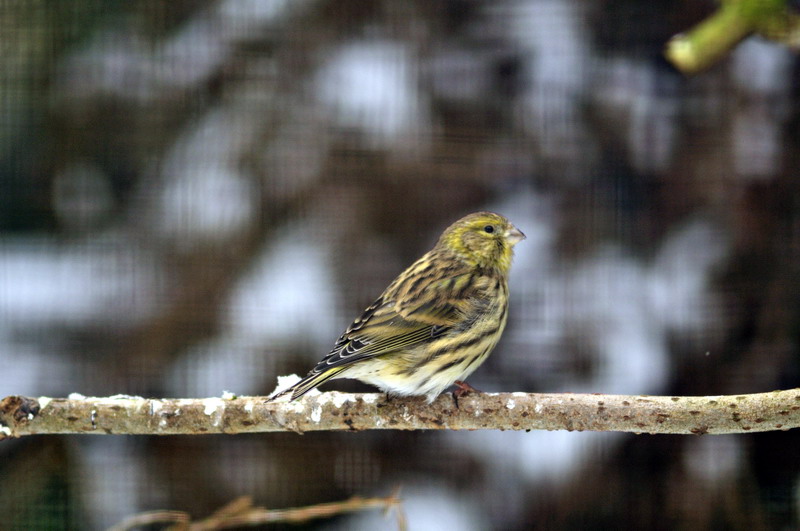 European serin at Wildpark Neuhaus