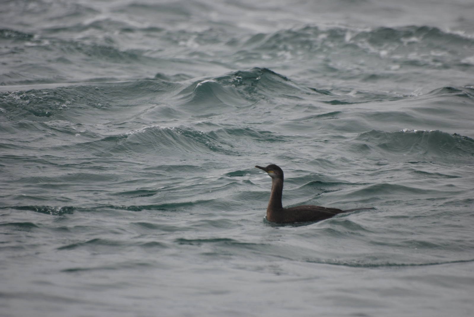 European Shag - Grassholm, 01/08/11