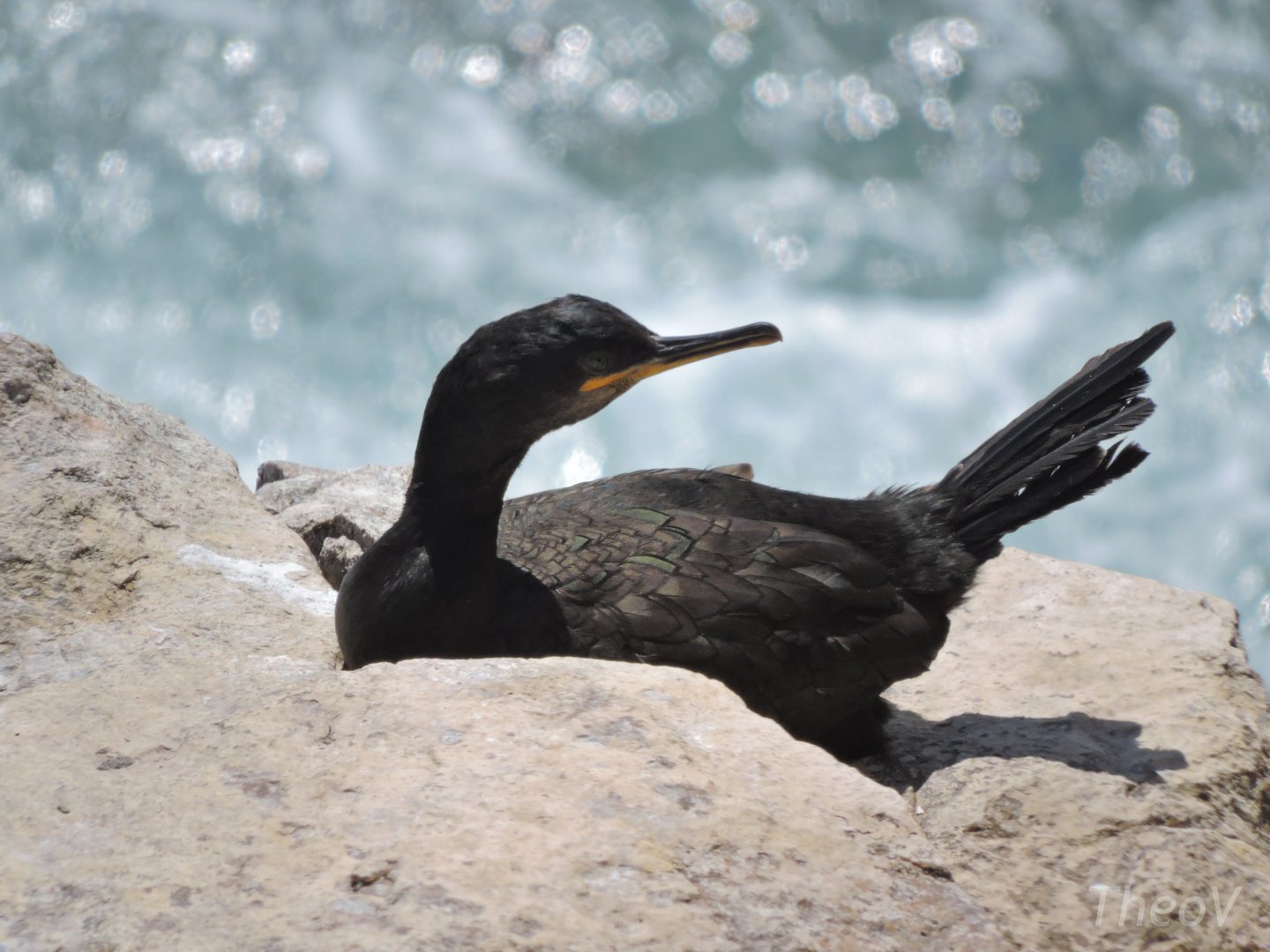 European shag - Great Saltee [2016]