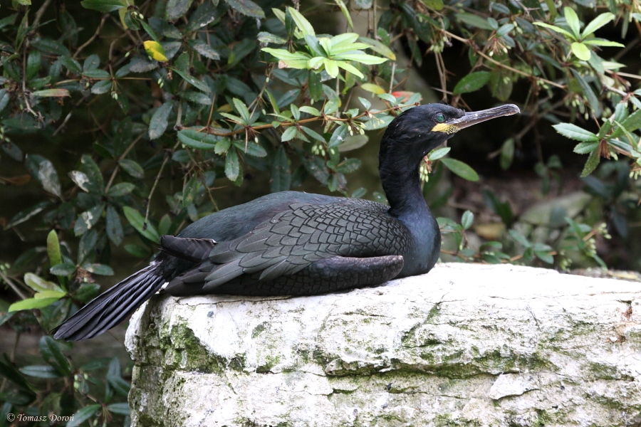 European Shag (Phalacrocorax aristotelis) June 2010