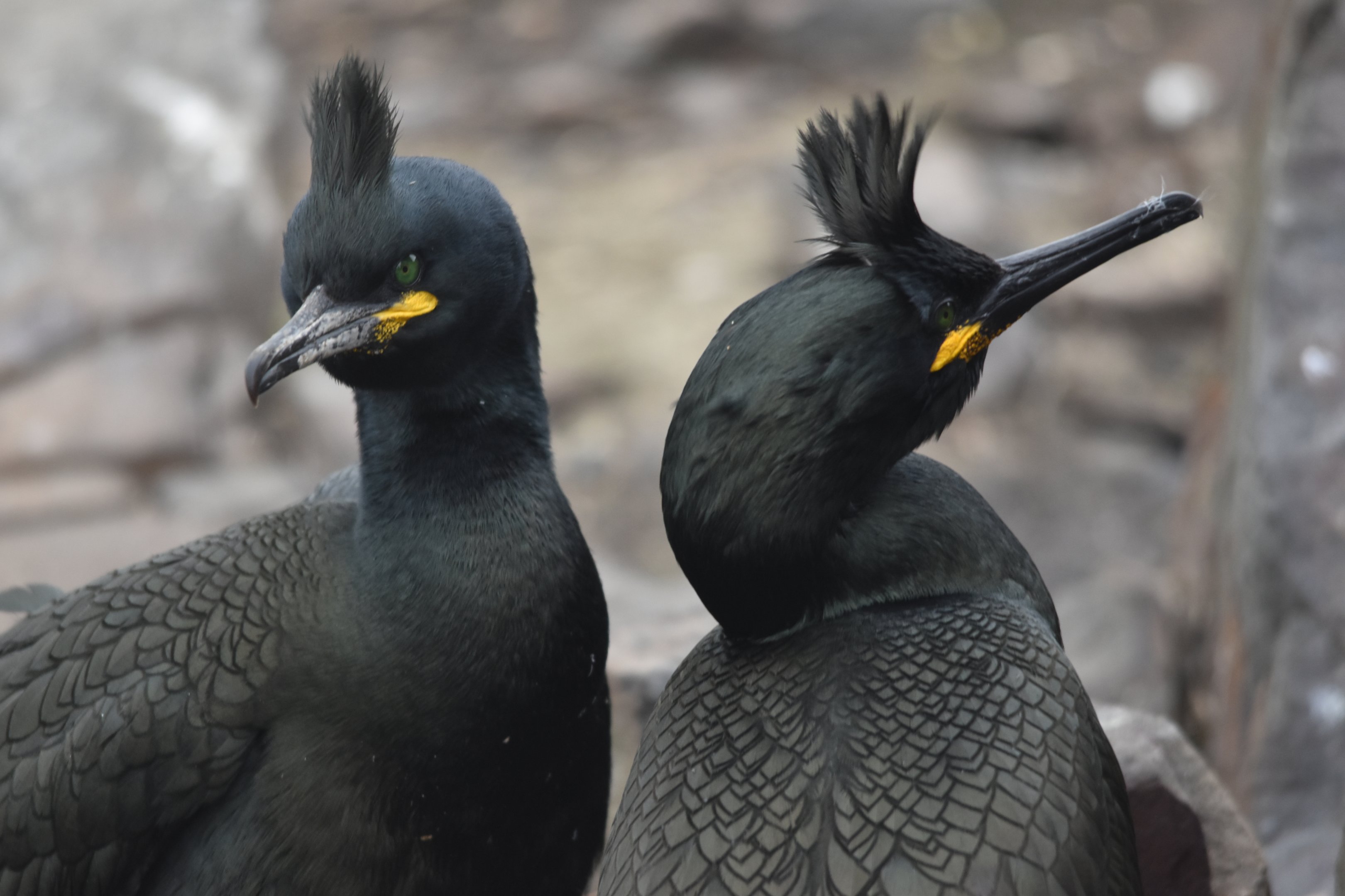 European Shags, Inner Farne, Farne Islands, 8th April 2024