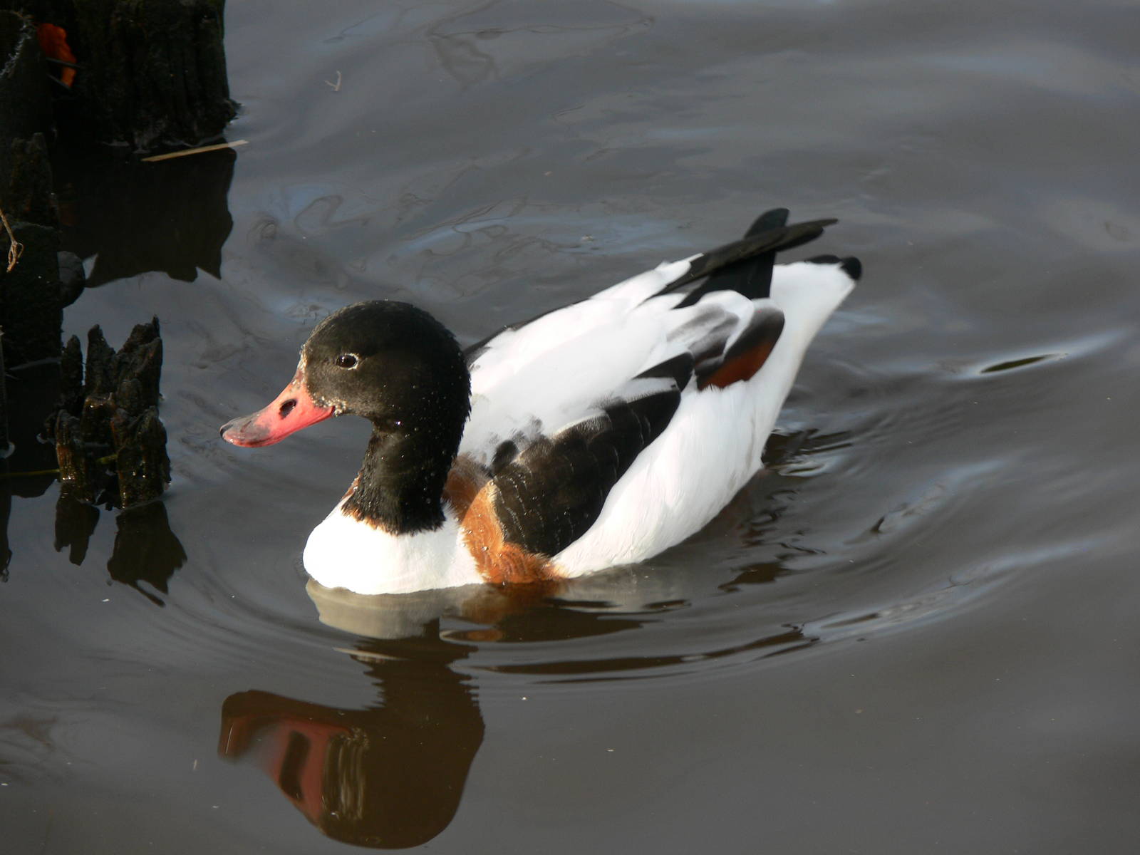 European Shelduck at Martin Mere WWT 08/12/12