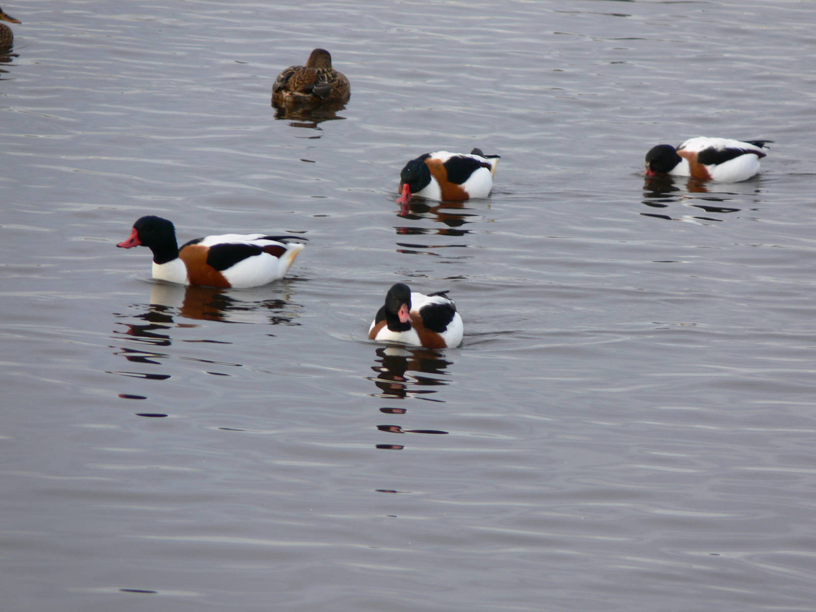 European Shelduck at Martin Mere WWT 08/12/12