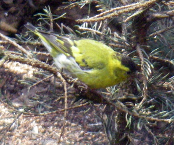 European Siskin (Carduelis spinus)