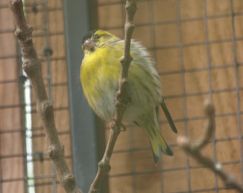 European siskin (May 2nd, 2015)