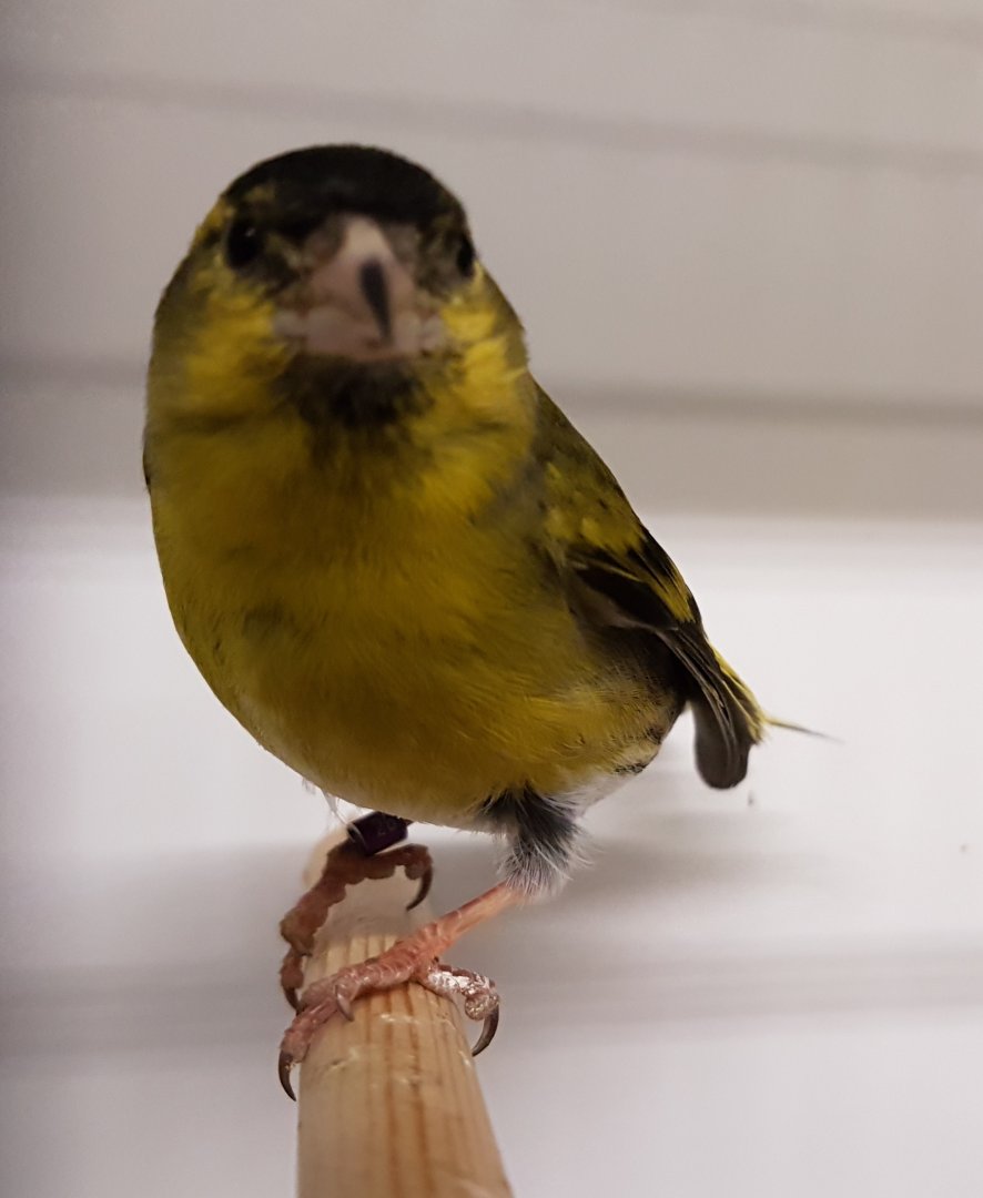 European siskin