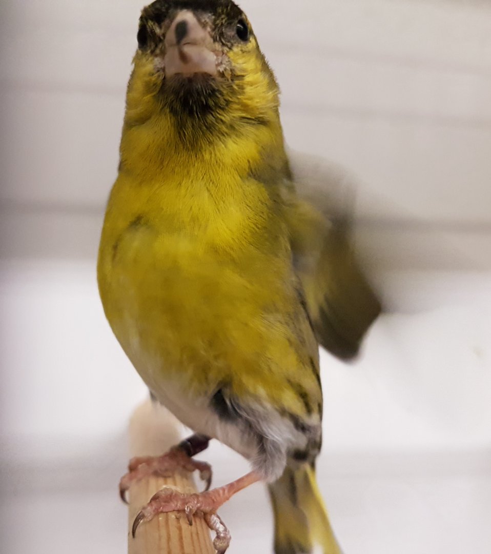 European siskin