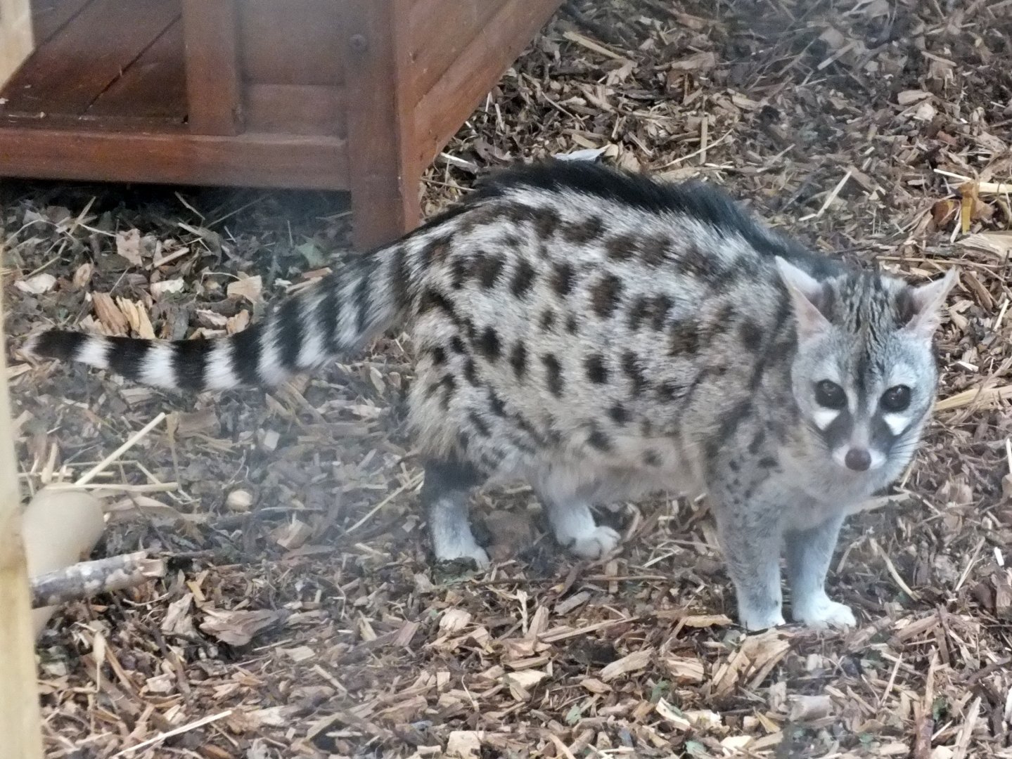 European small-spotted genet