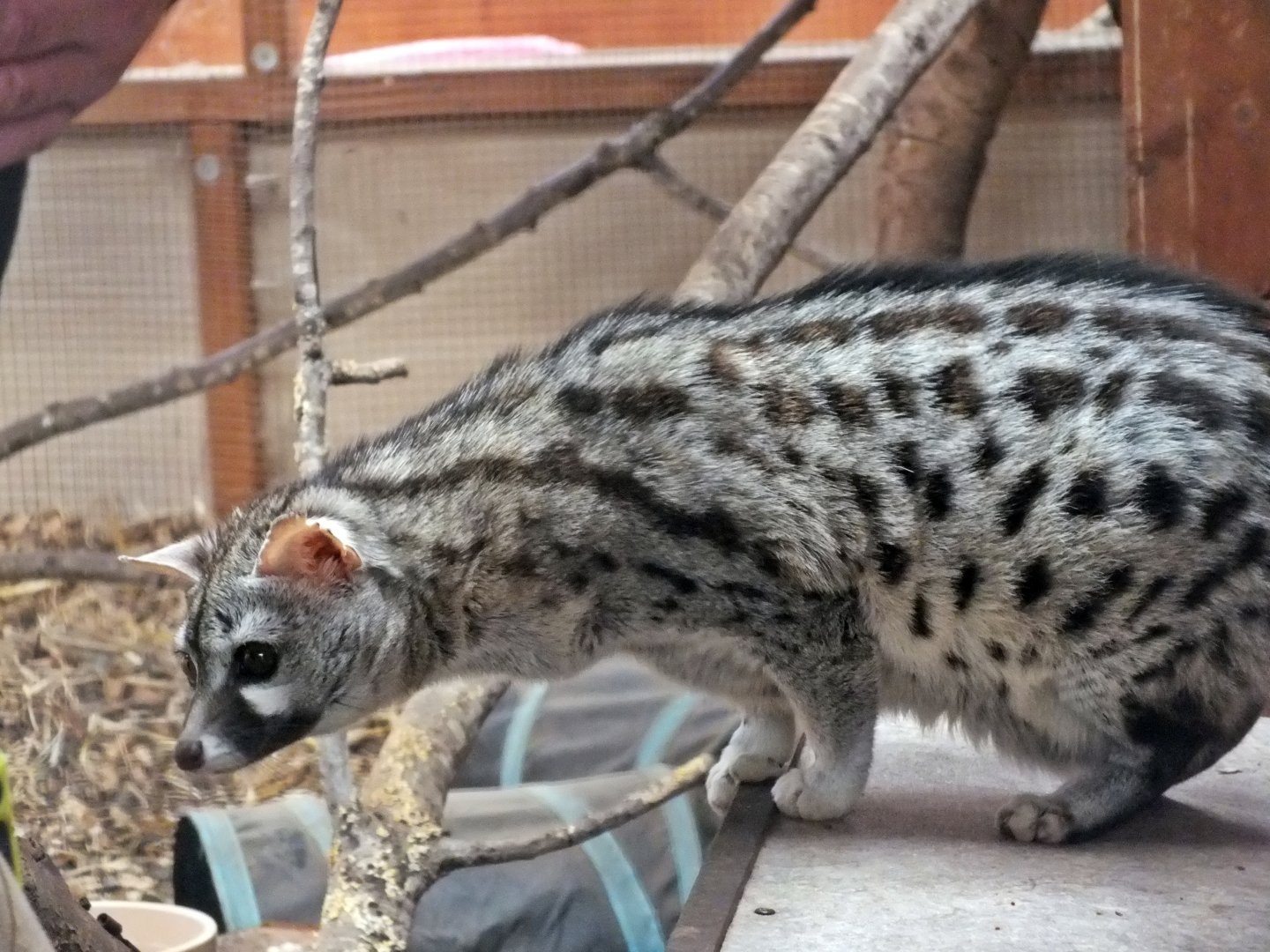 European small-spotted genet