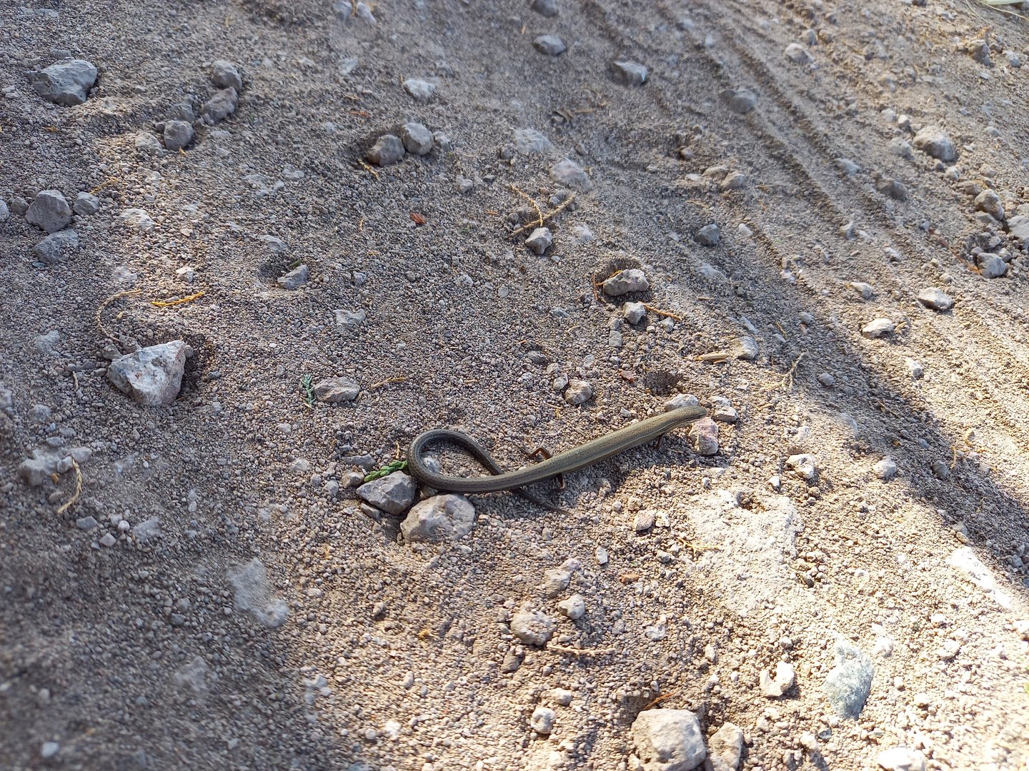 European Snake-eyed Skink - Ablepharus kitaibelii