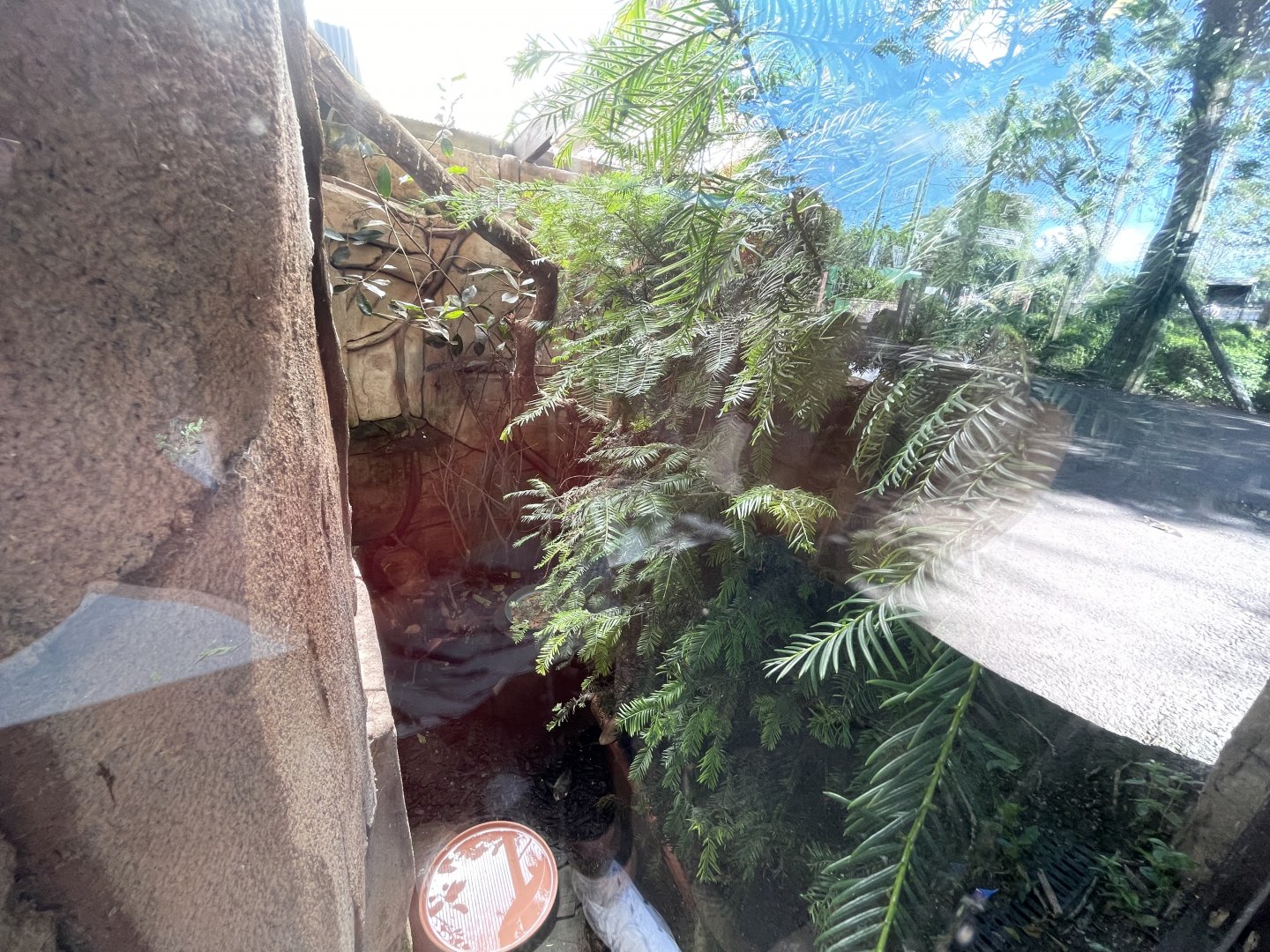 European song thrush enclosure