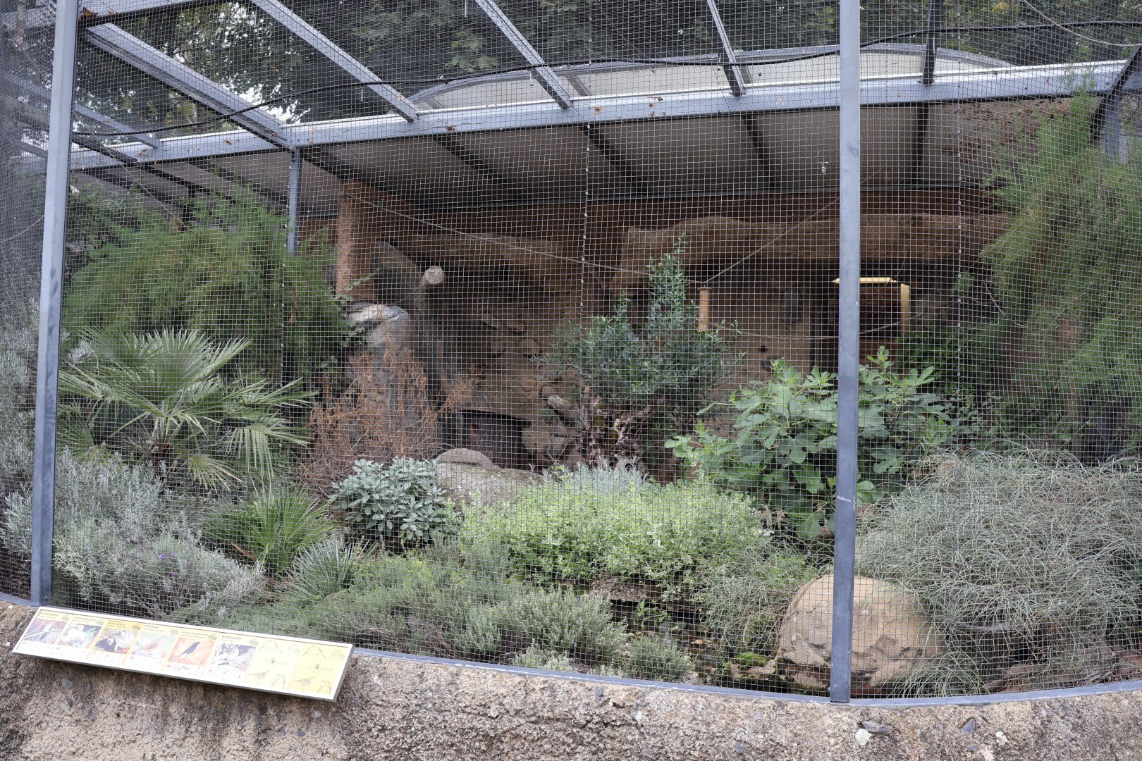 European songbirds aviaries - White-crowned wheatear aviary