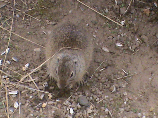 european souslik 04/10