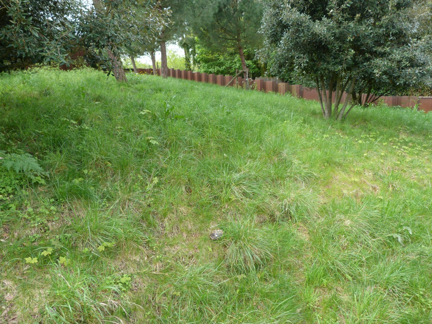 European souslik and Hermann's tortoise exhibit -Bioparc de Doué la Fontaine (2025)