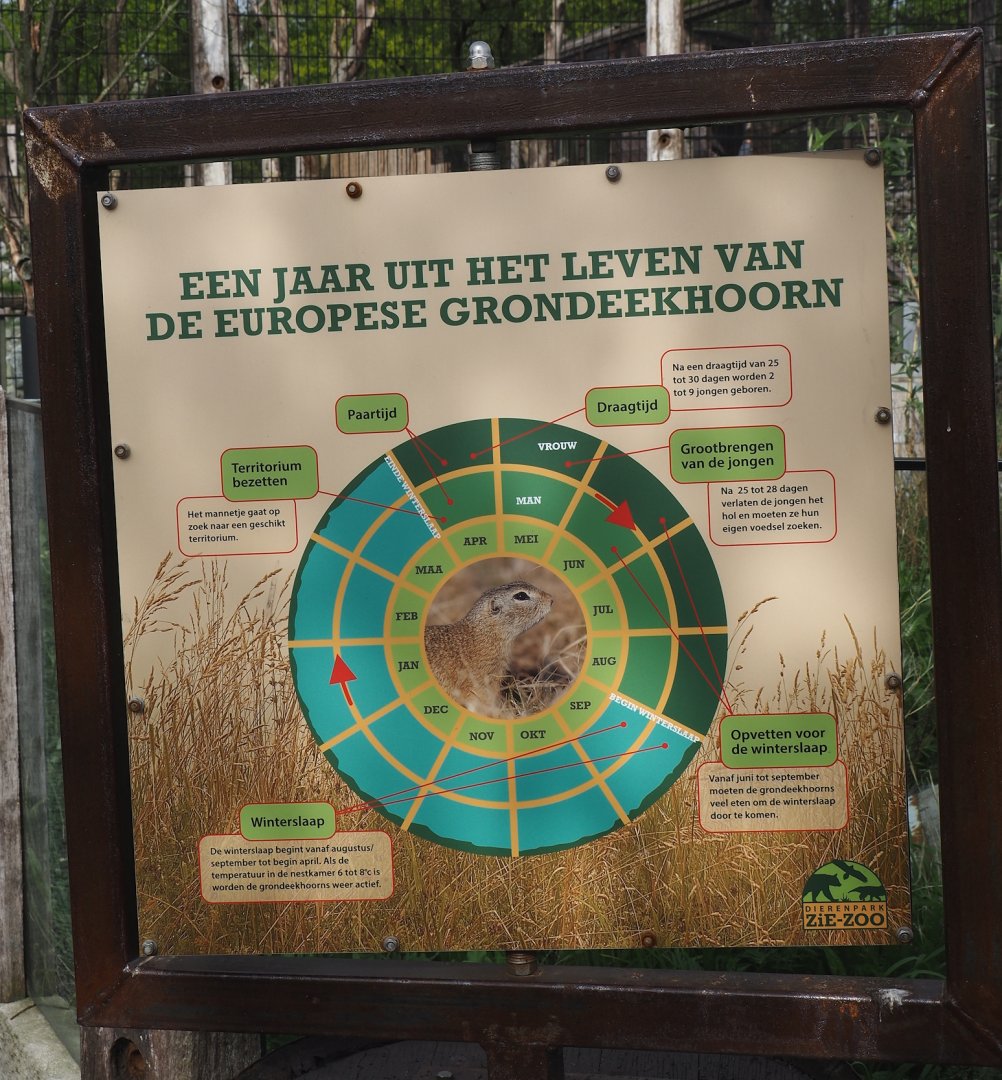 European souslik annual cycle signage, 2024-04-14