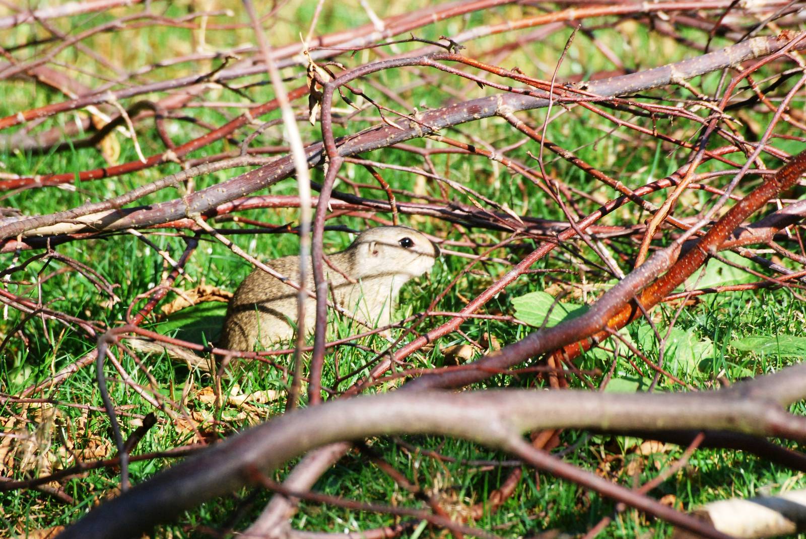 European Souslik at Dresden, 29/08/12