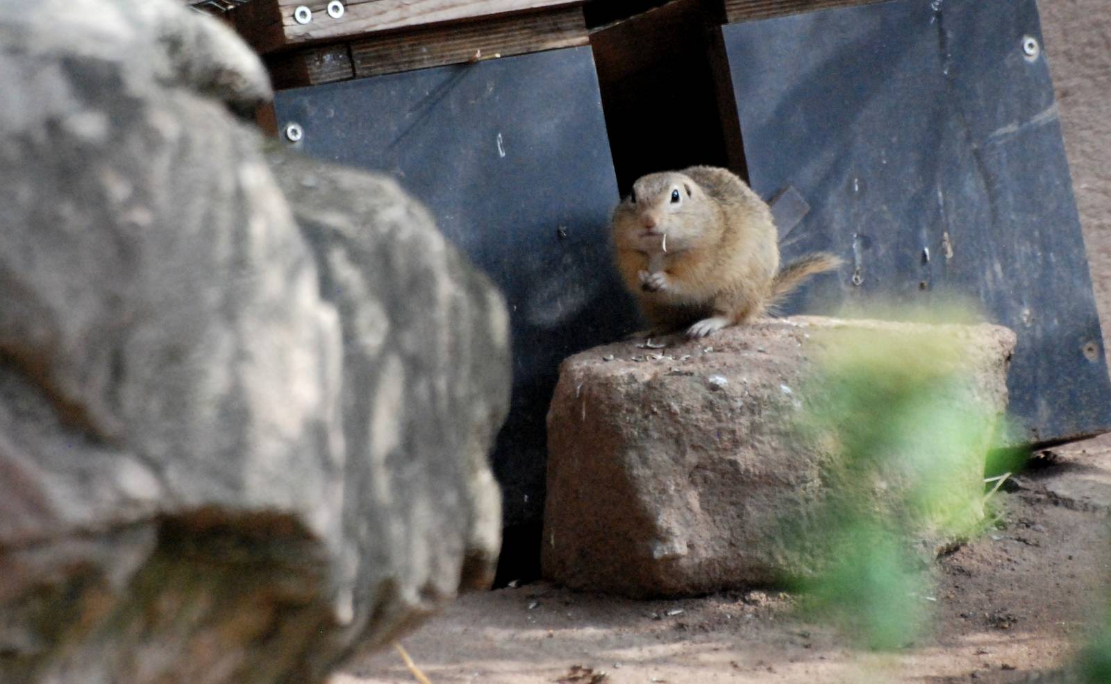 European Souslik at Nuremberg, 04/09/15