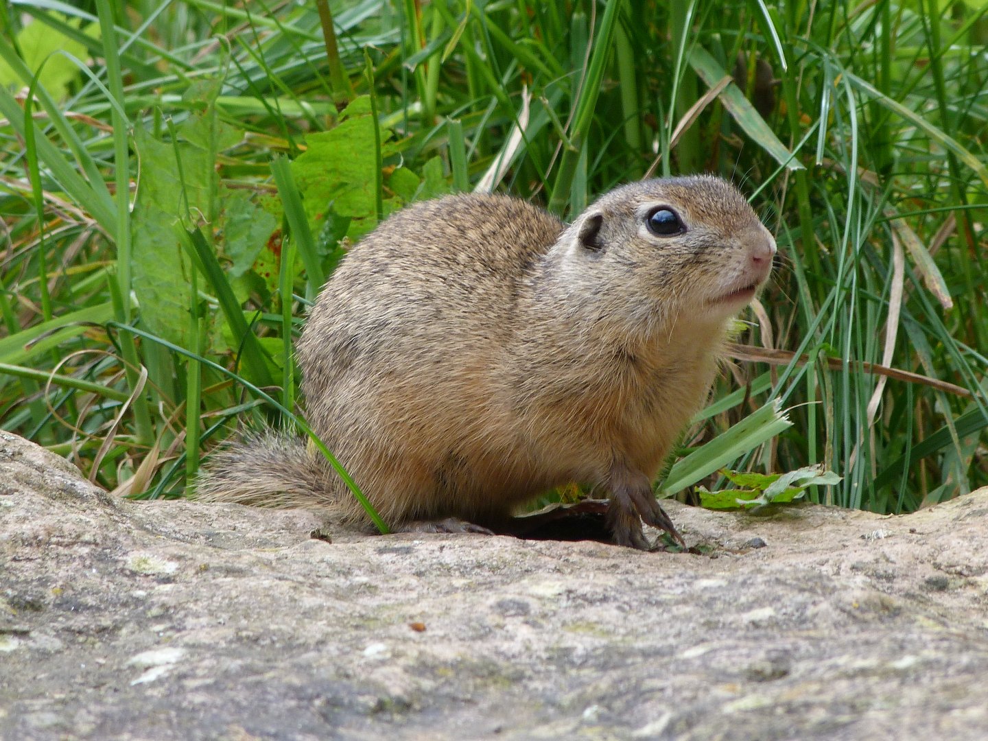 European souslik -Bioparc de Doué la Fontaine (2025)