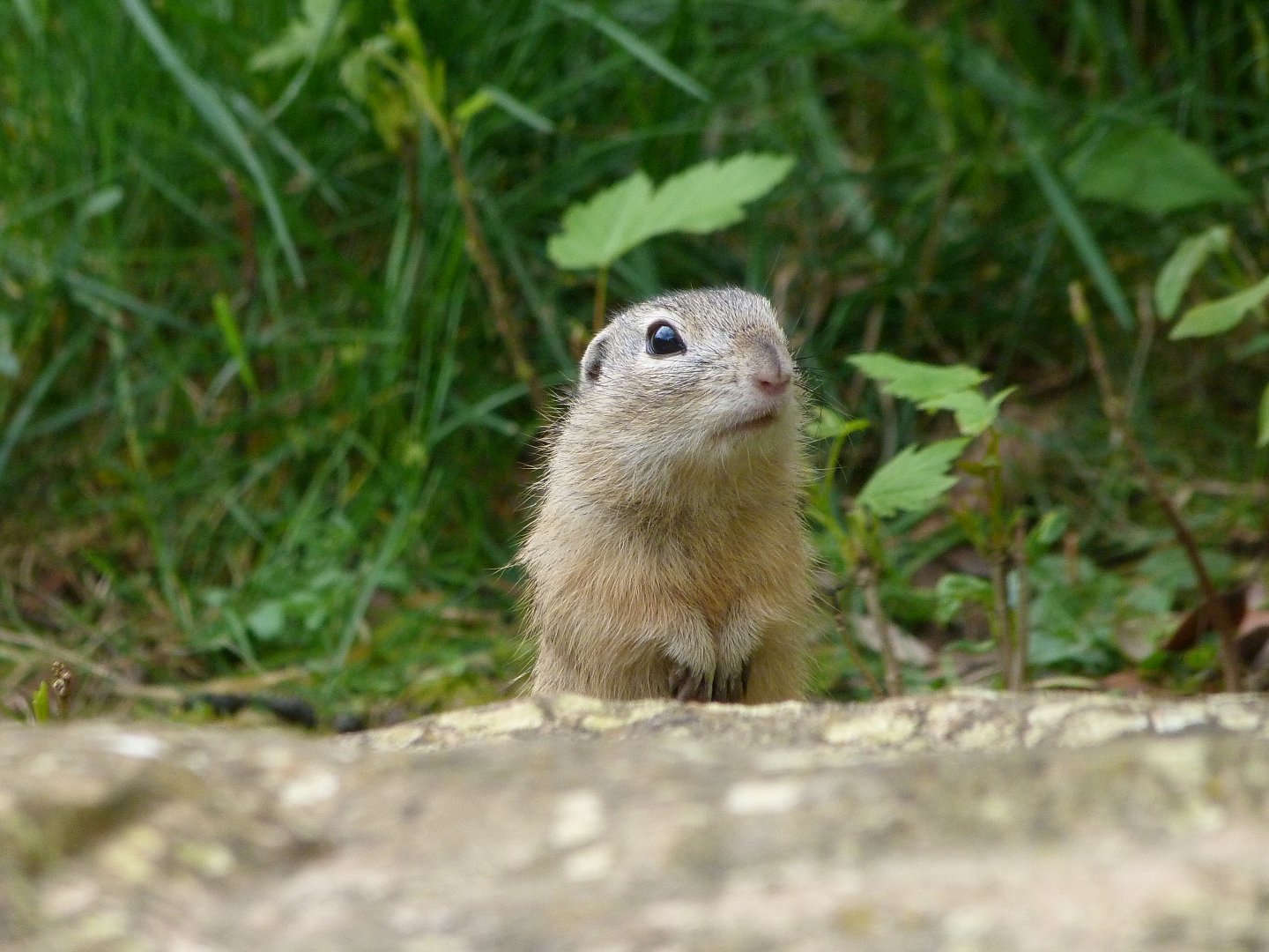 European souslik -Bioparc de Doué la Fontaine (2025)
