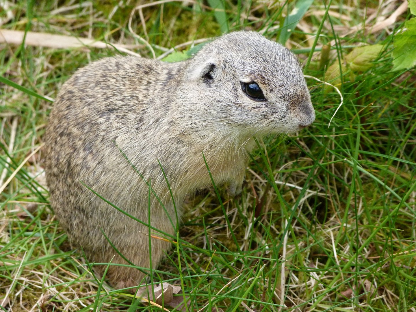 European souslik -Bioparc de Doué la Fontaine (2025)
