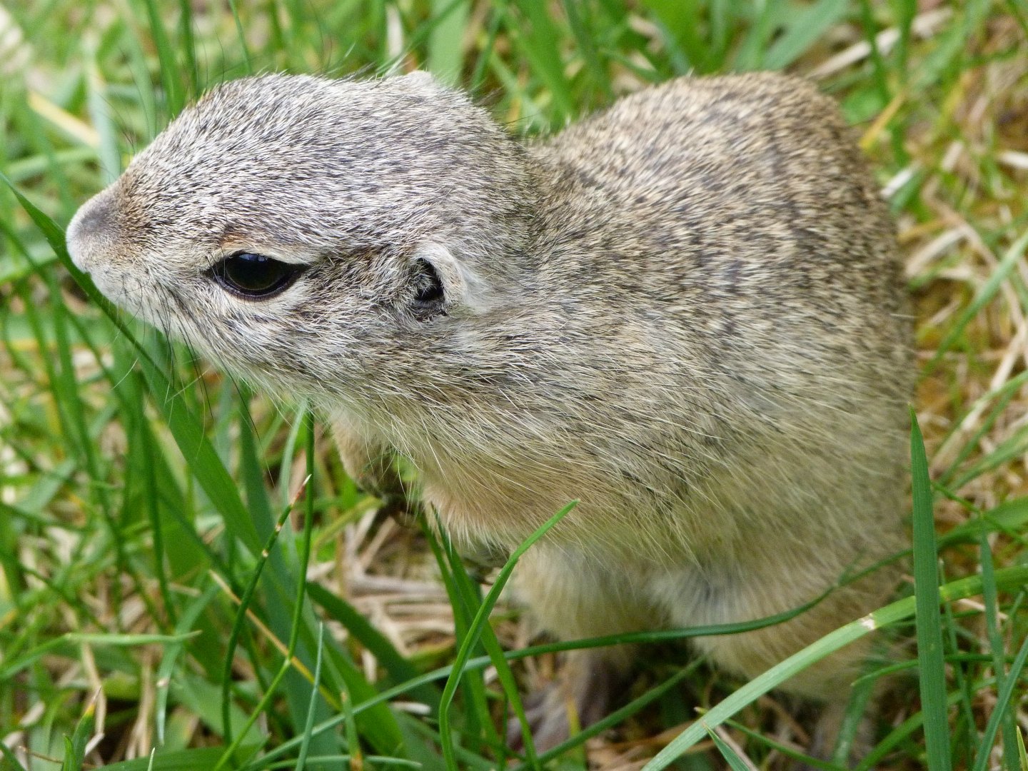 European souslik -Bioparc de Doué la Fontaine (2025)