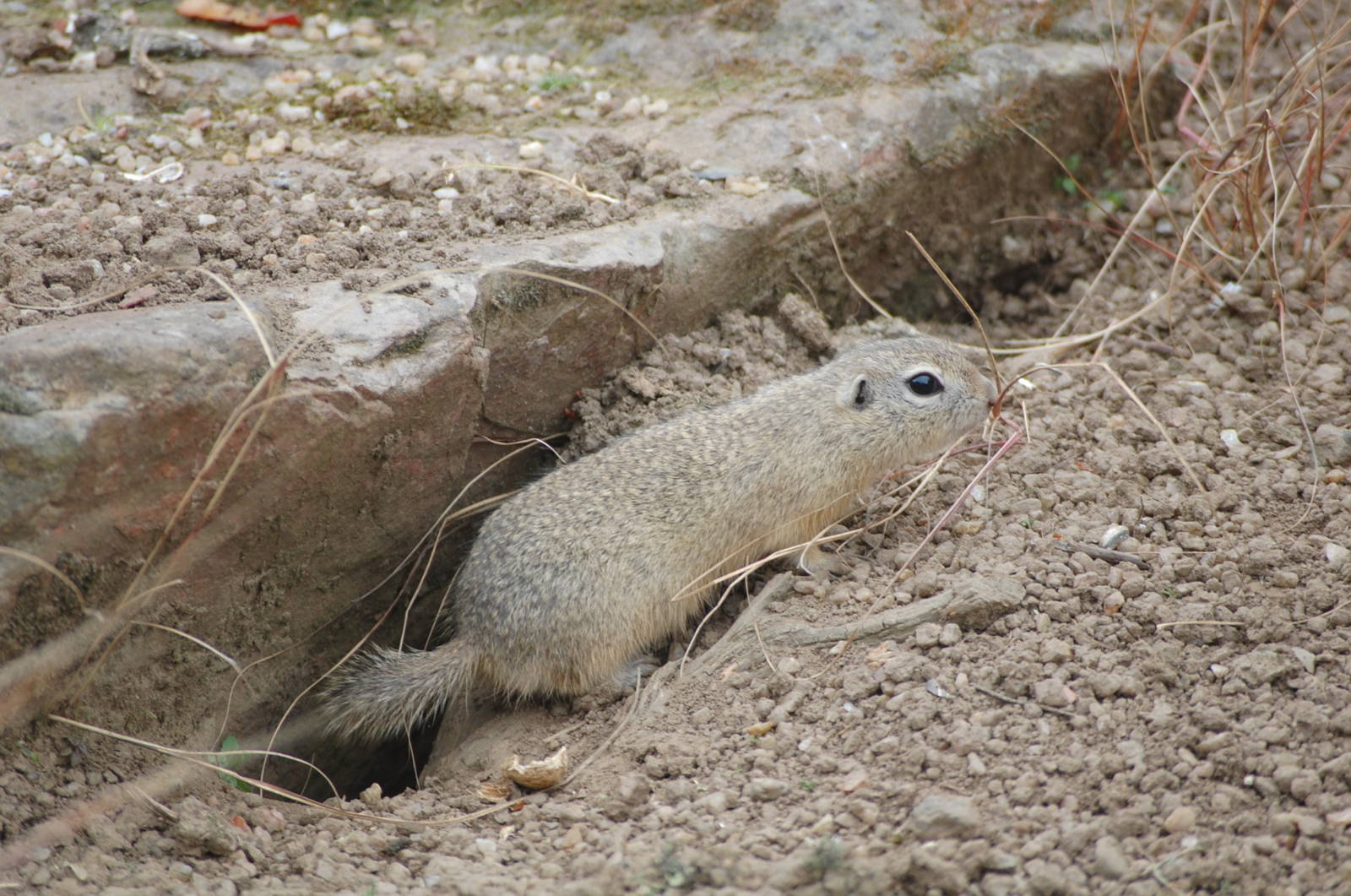 European Souslik, Edinburgh Zoo, April 2008
