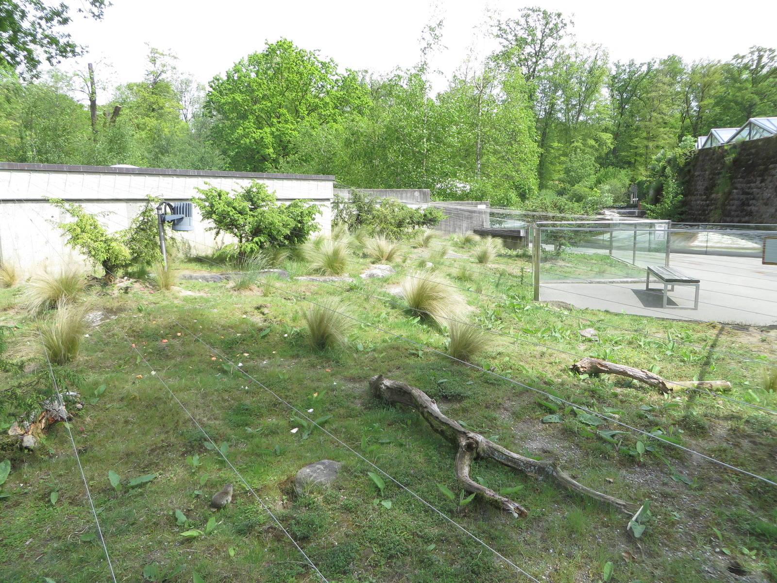 European souslik enclosure