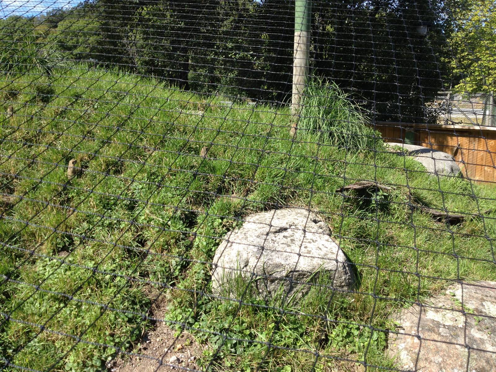 European Souslik exhibit