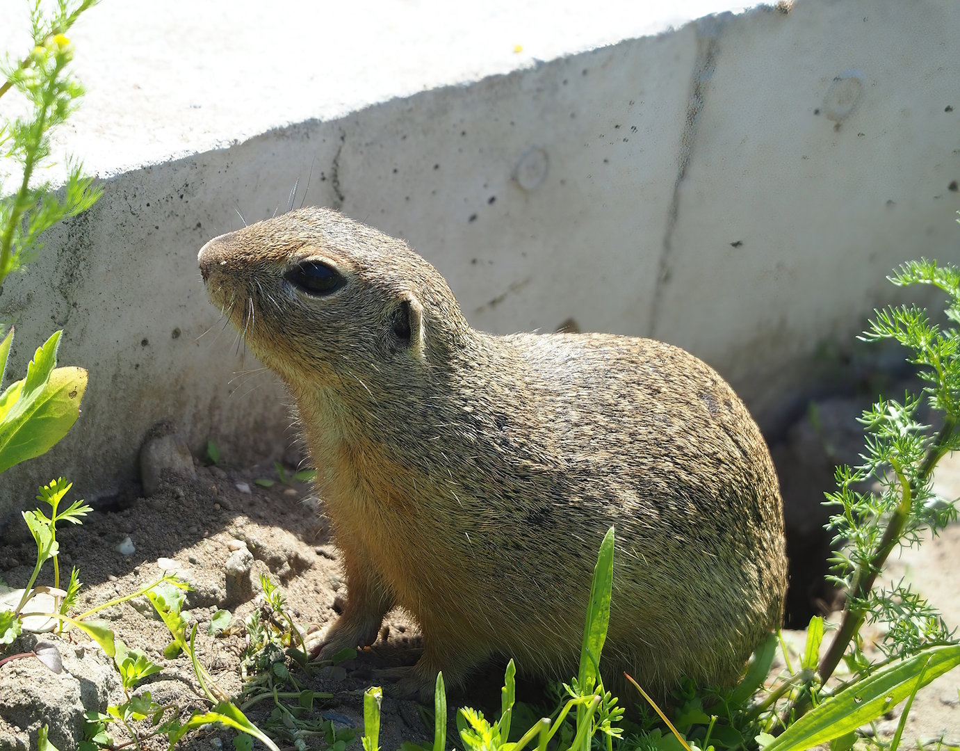 European souslik (Spermophilus citellus), 2023-05-31