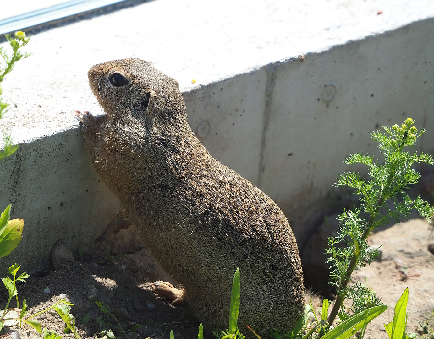 European souslik (Spermophilus citellus), 2023-05-31