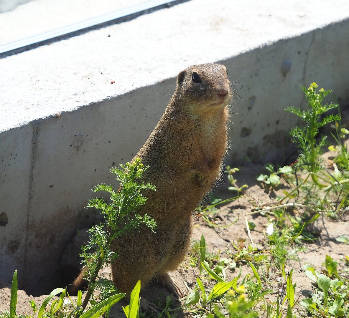 European souslik (Spermophilus citellus), 2023-05-31