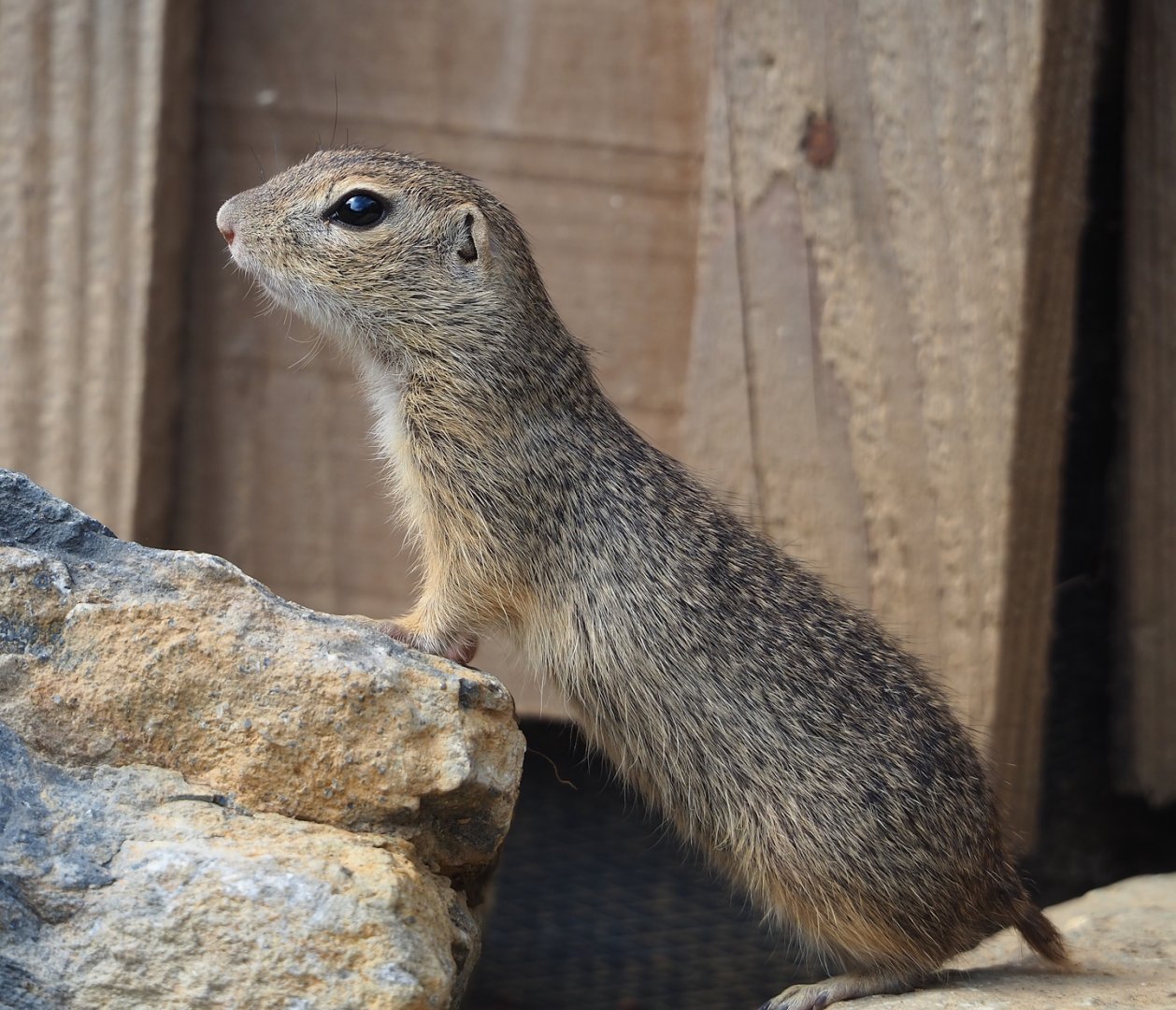 European souslik (Spermophilus citellus), 2023-07-18