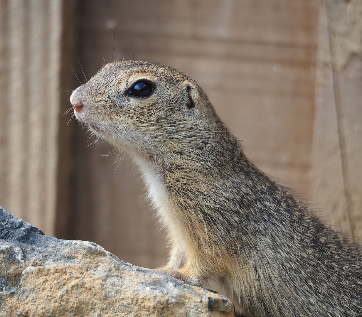European souslik (Spermophilus citellus), 2023-07-18