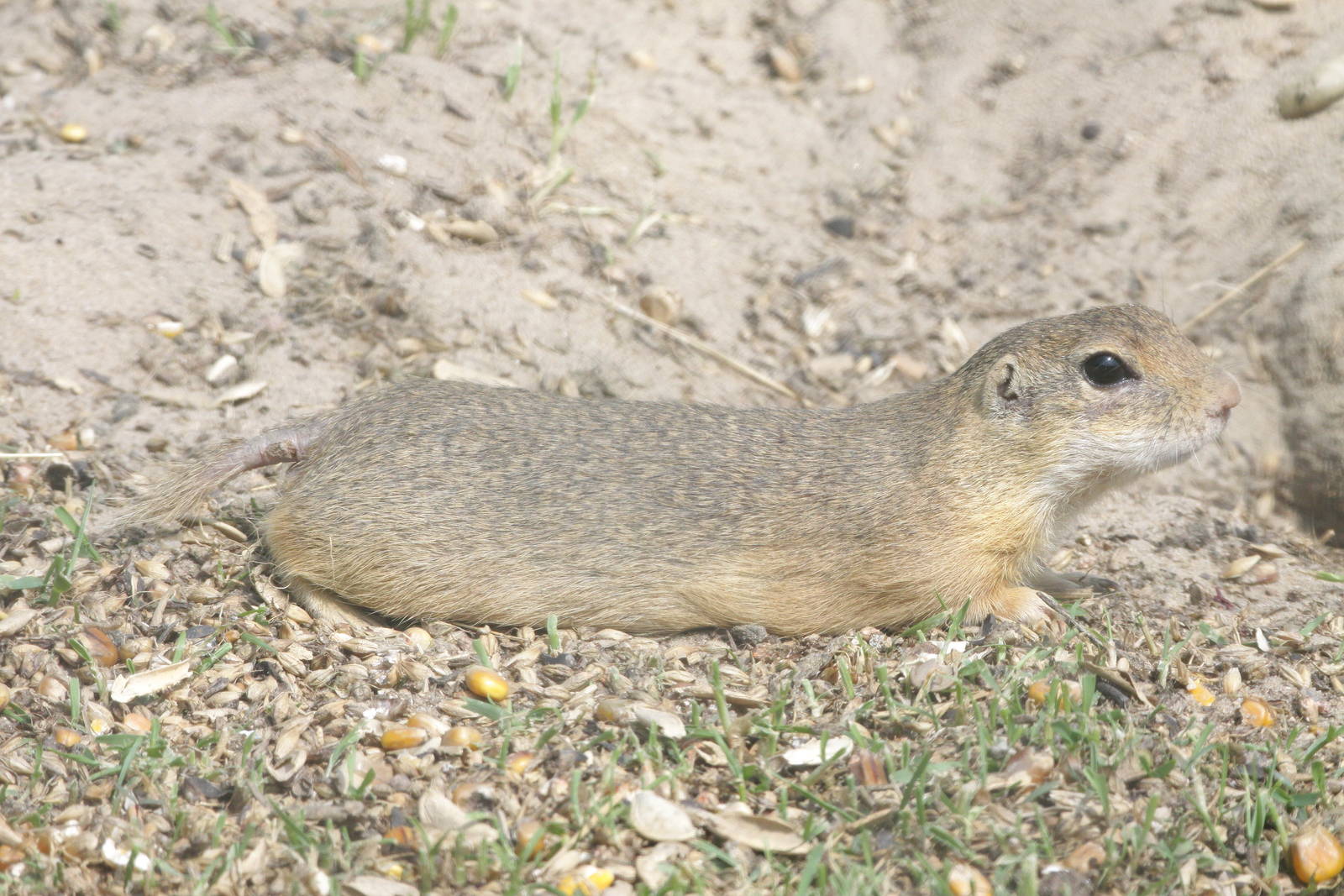 European Souslik (Spermophilus citellus)