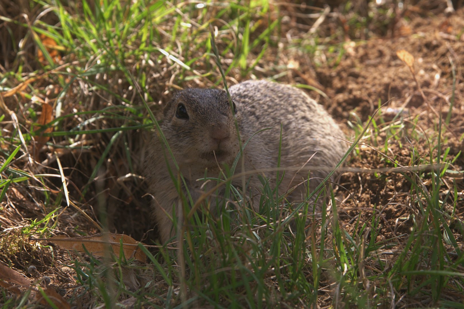European Souslik (Spermophilus citellus)