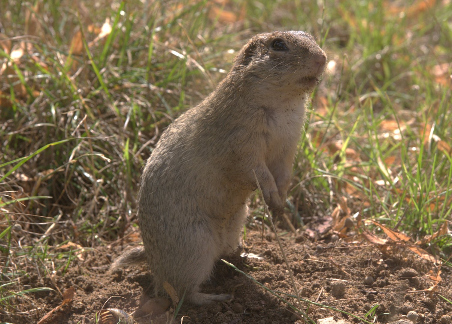 European Souslik (Spermophilus citellus)