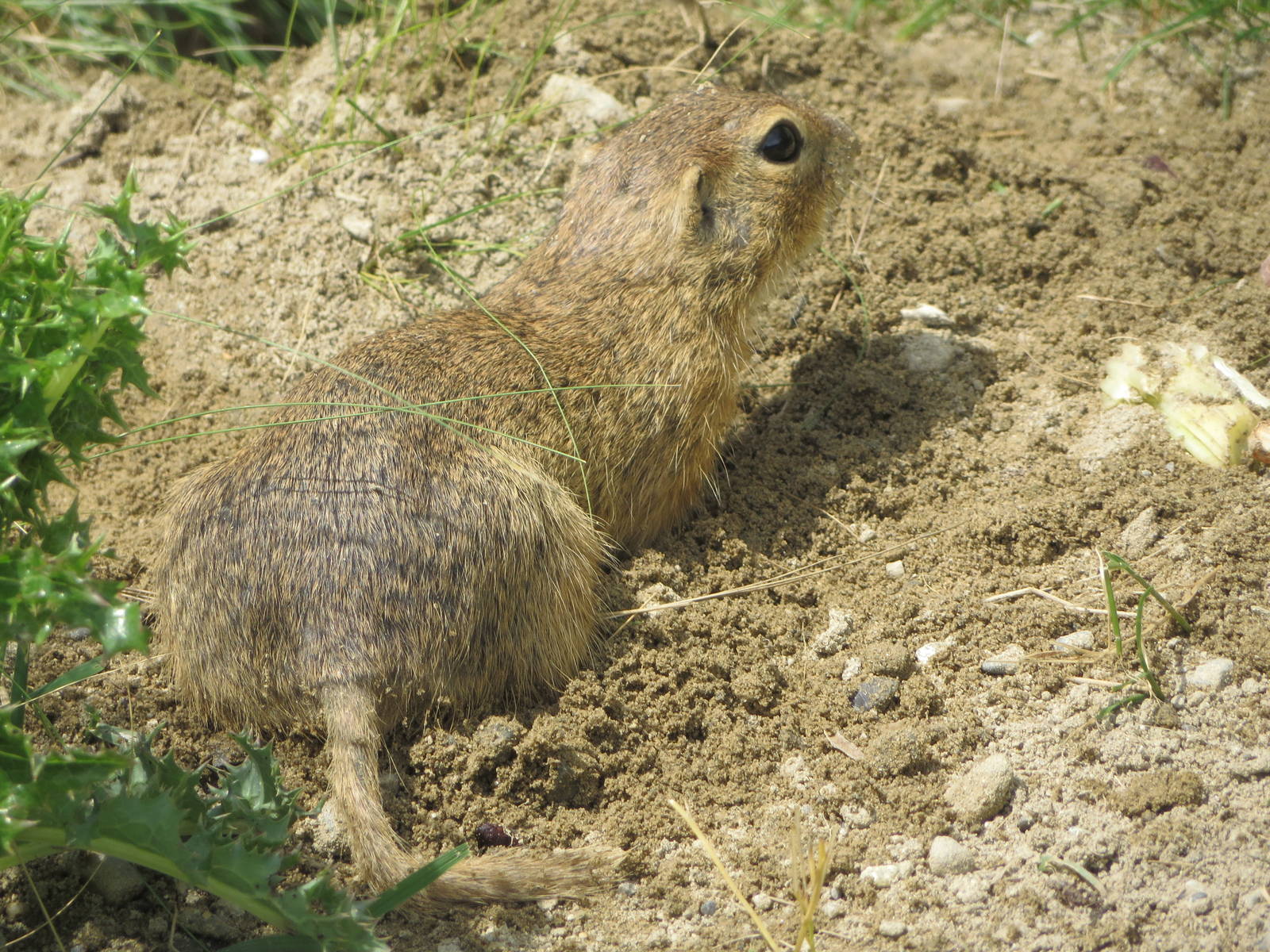 European souslik