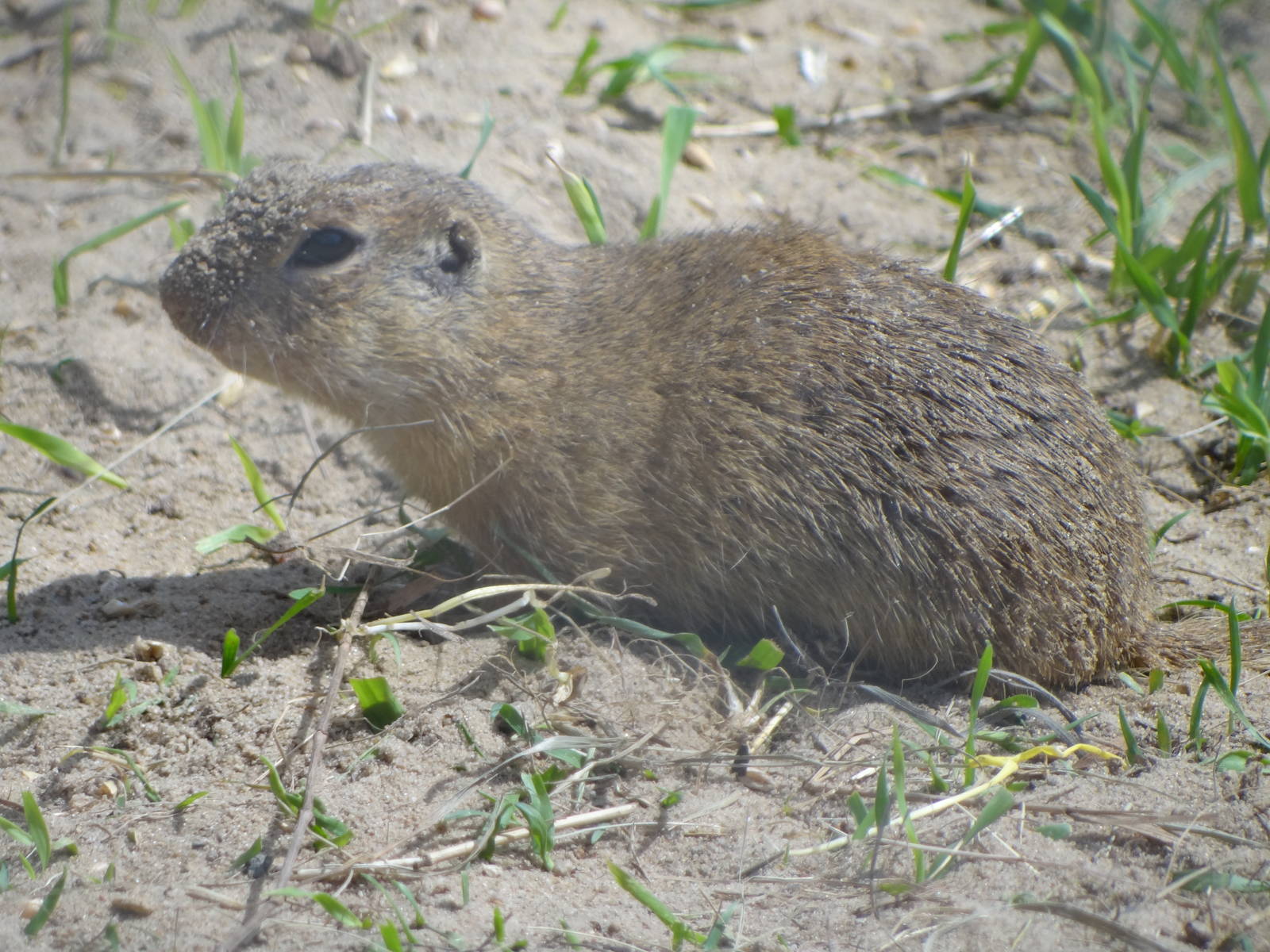European Souslik