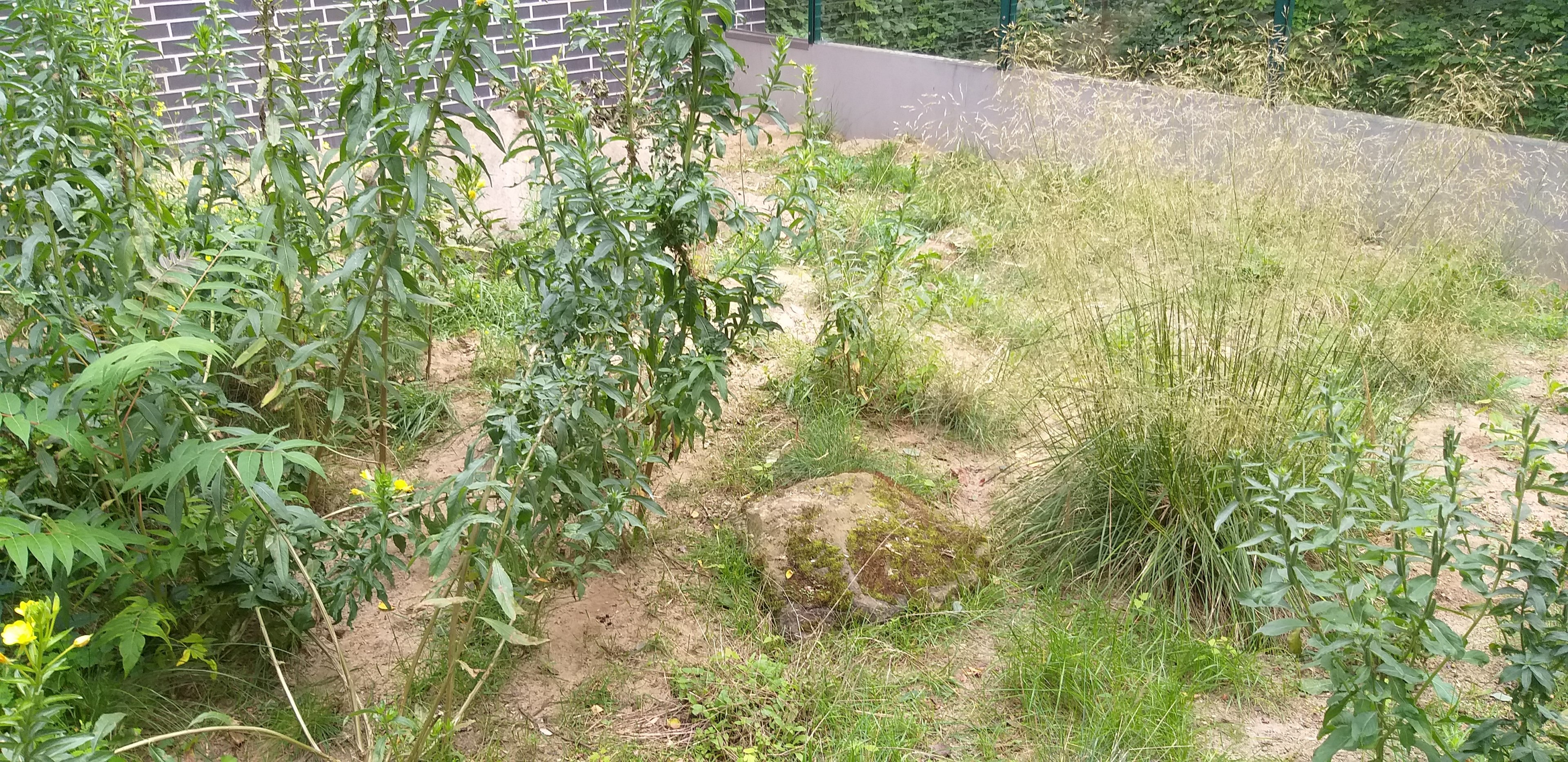 European souslisk enclosure