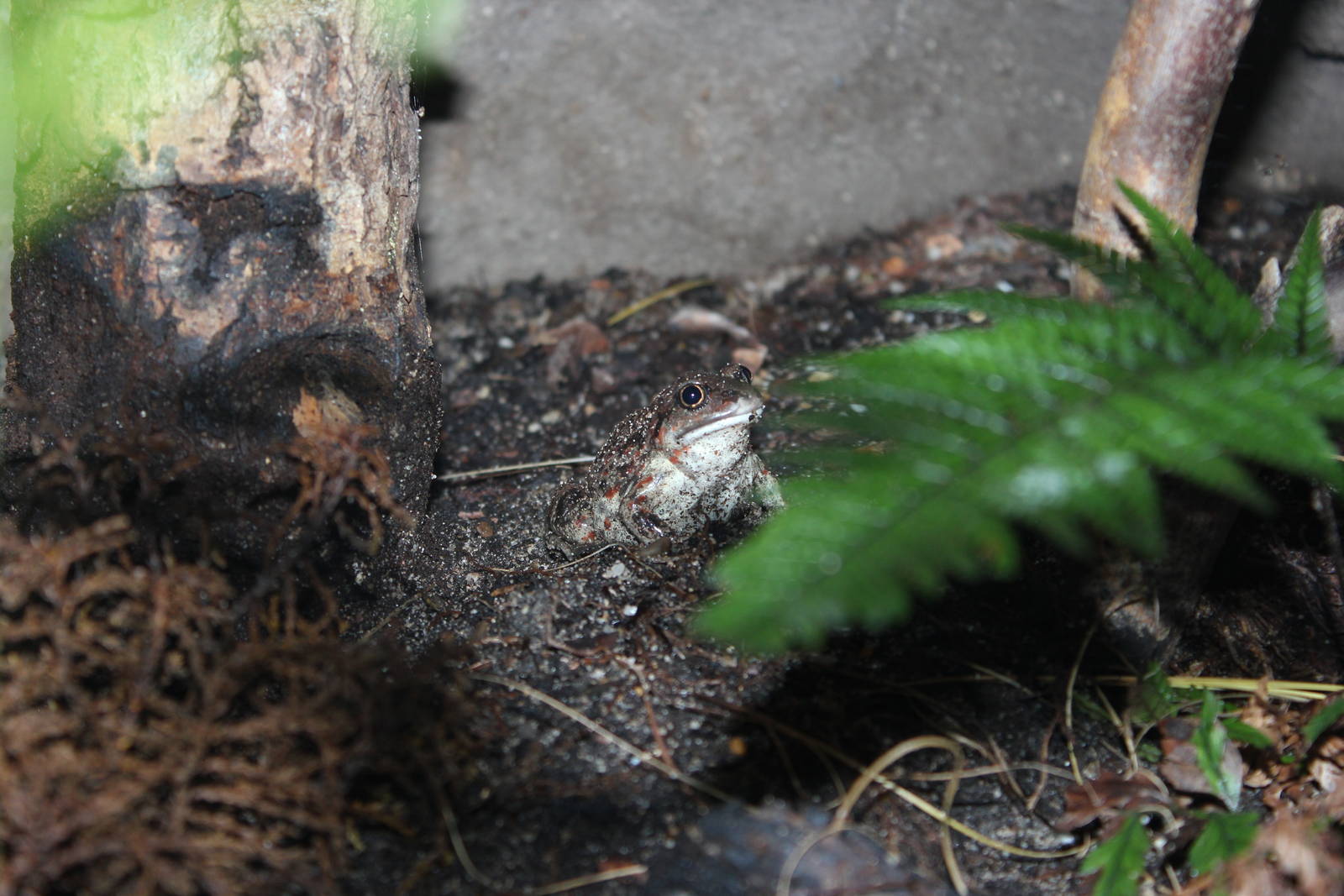 European spade-foot toad
