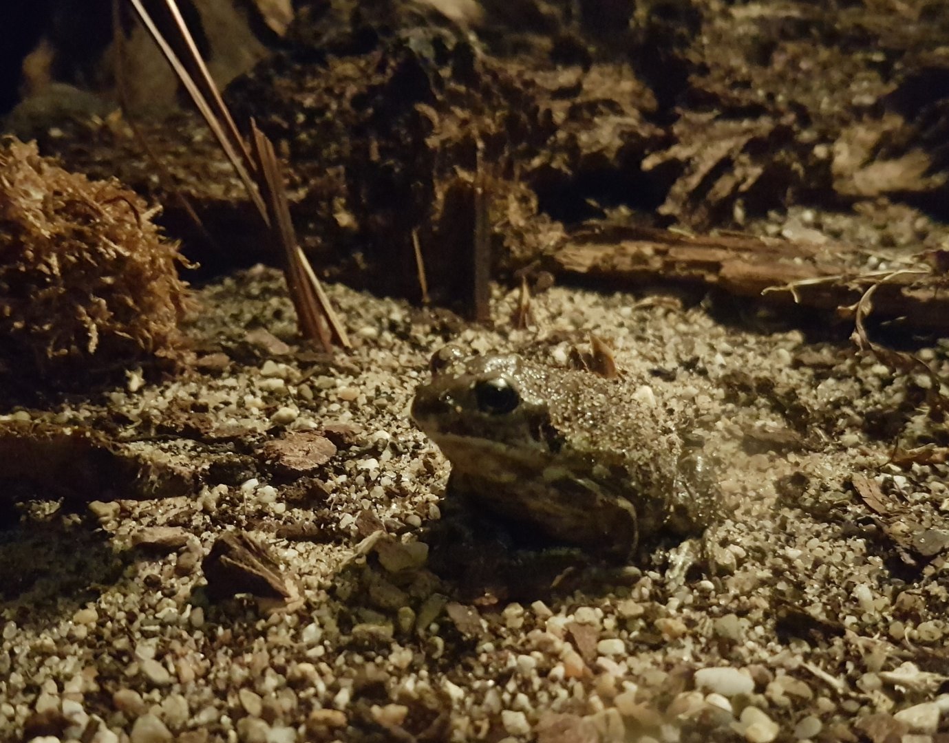 European spadefoot