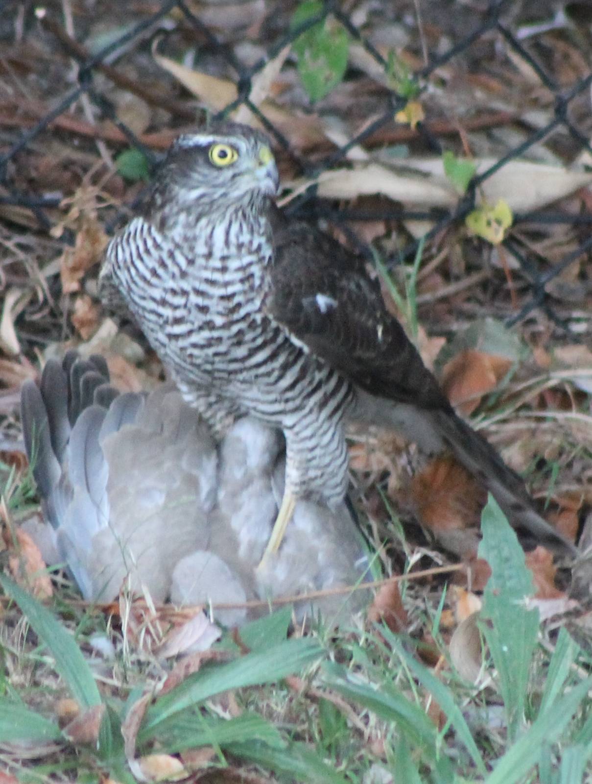 European sparrowhawk with prey