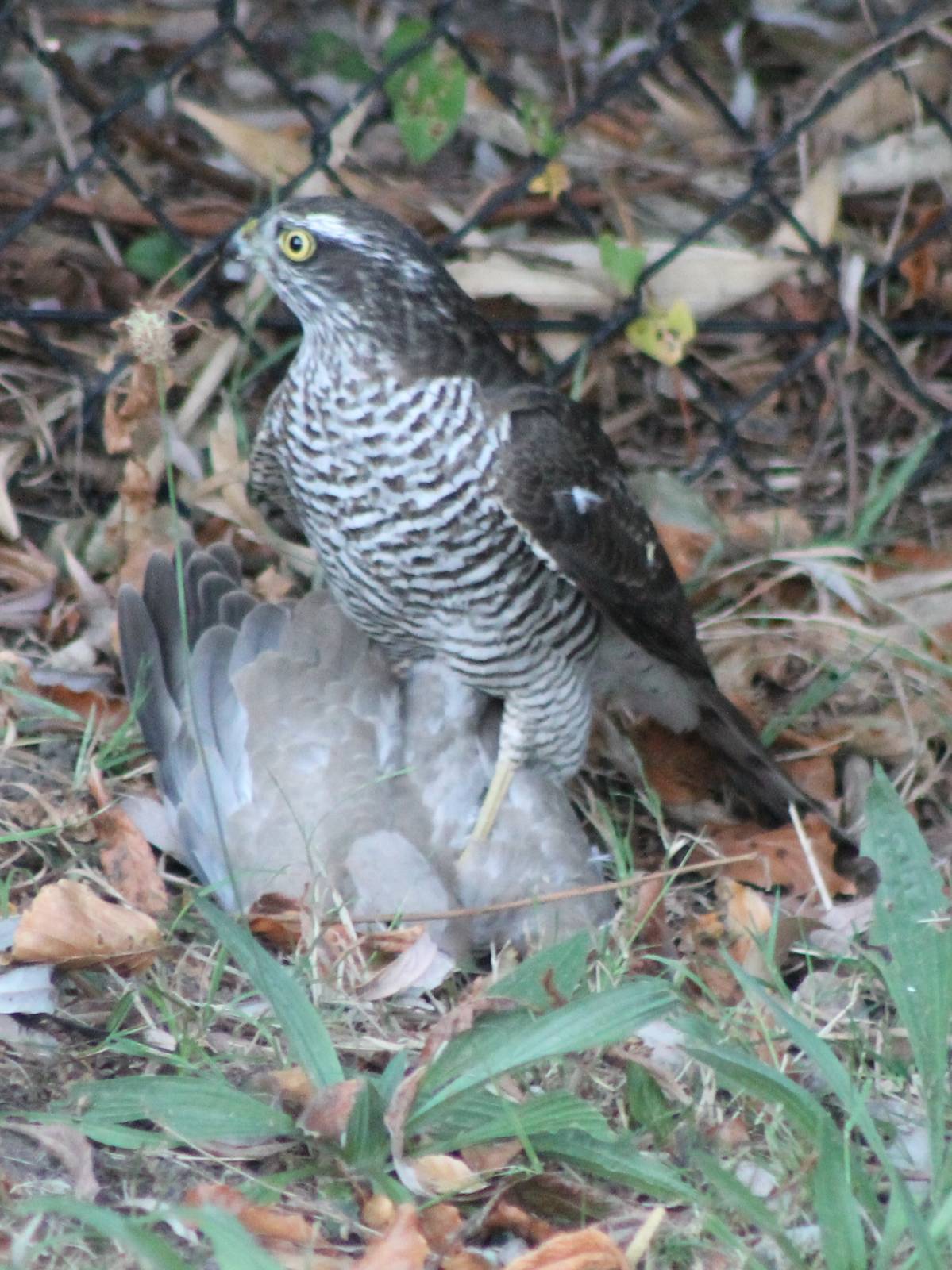 European sparrowhawk with prey