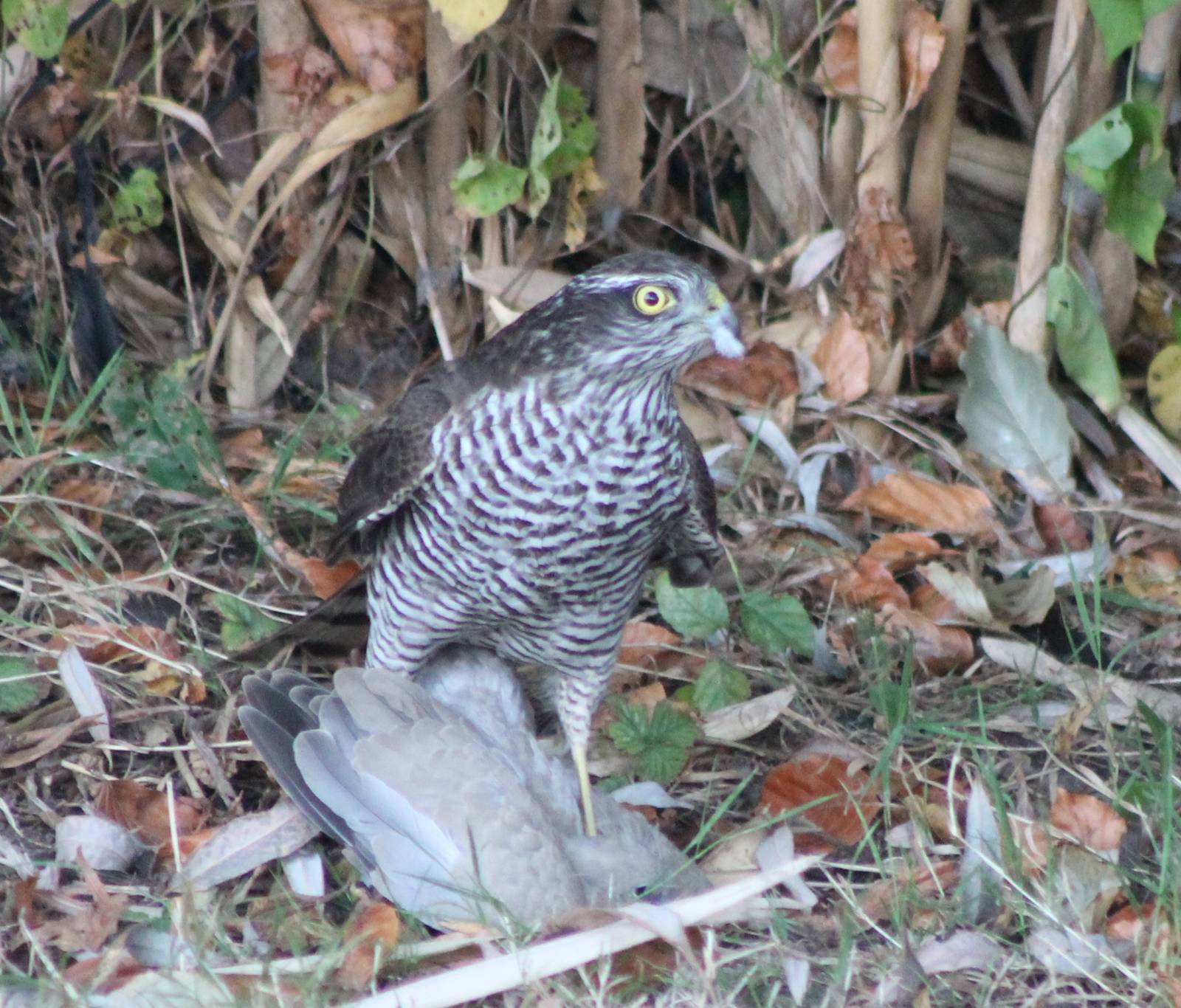 European sparrowhawk with prey