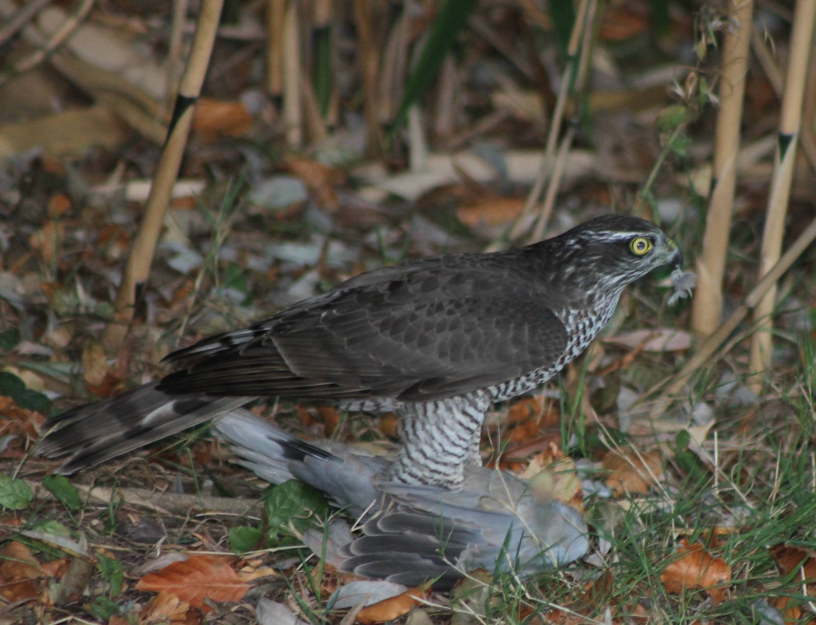 European sparrowhawk with prey