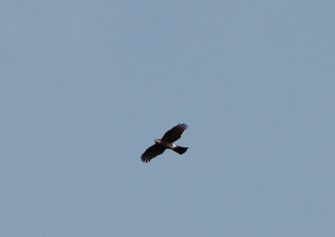 European sparrowhawk