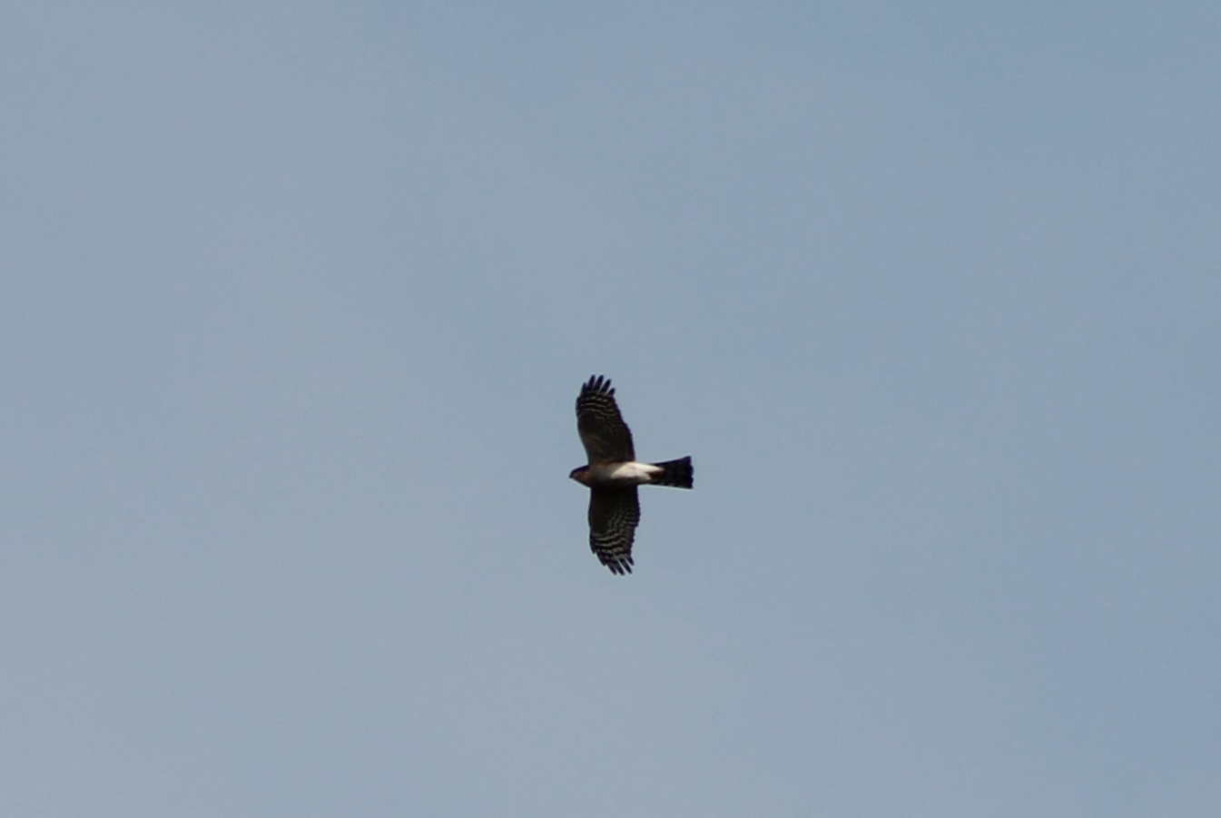 European sparrowhawk