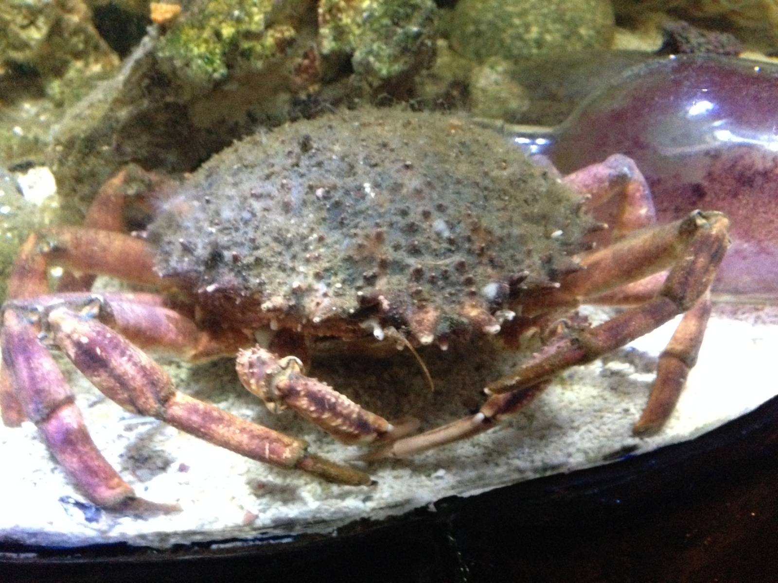 European Spider Crab at Blue Planet Aquarium - 05/10/2013